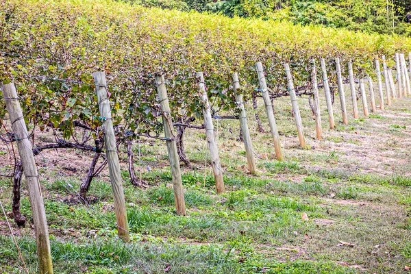 Colpo orizzontale del vigneto centroamericano nel foo di montagna — Foto Stock