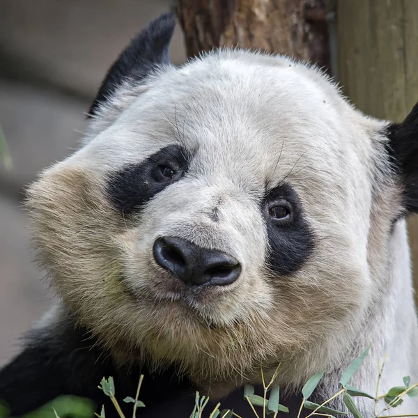 Dev panda yeşil bambu yemek — Stok fotoğraf