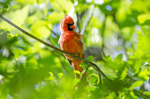 Férfi Észak bíboros (Cardinalis cardinalis) Észak-Karolinában bi — Stock Fotó