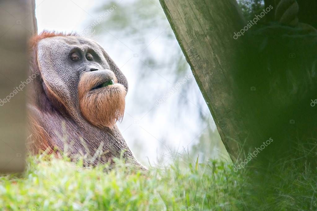 Bornean Orangutan (Pongo pygmaeus) relaxing
