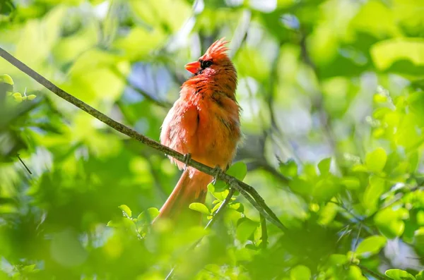 Mužské bi Kardinál červený (Cardinalis cardinalis) Severní Karolína — Stock fotografie