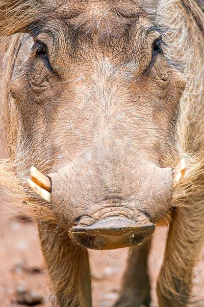 Wart hog portrait looking straight at camera — Stock Photo, Image