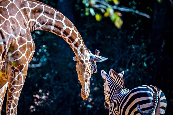 Żyrafa rozciąga się w dół, aby powiedzieć "cześć" do przyjaciela zebra — Zdjęcie stockowe