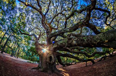 John's Island Güney Carolina melek meşe ağacı