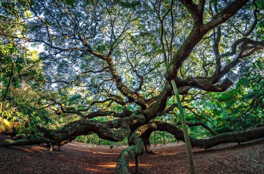 John's Island Güney Carolina melek meşe ağacı