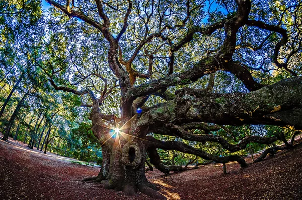 Angel Oak Tree on John 's Island South Carolina — стоковое фото