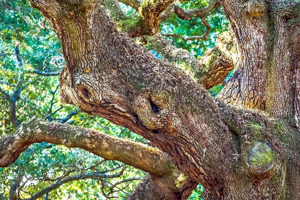 Árvore de carvalho em Johns Island of South Carolina — Fotografia de Stock