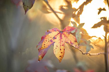 Sonbahar yaprakları güzel doğa bokeh arka plan ile süsleyin