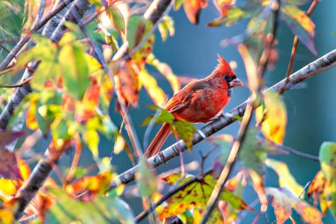 Bir dal üzerinde tünemiş Kuzey Kardinal Cardinalis cardinalis