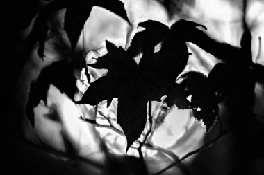 Sonbahar yaprakları güzel doğa bokeh arka plan ile süsleyin