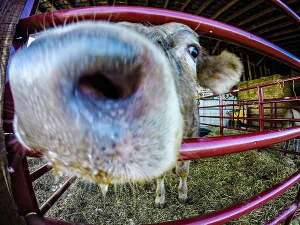 Sapi lucu di belakang pagar di peternakan — Stok Foto