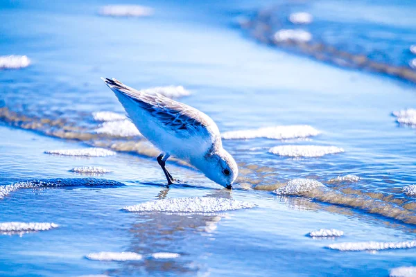 Łyżka billed Sandpiper i ptaki siewkowe w Południowej Karolinie beac — Zdjęcie stockowe