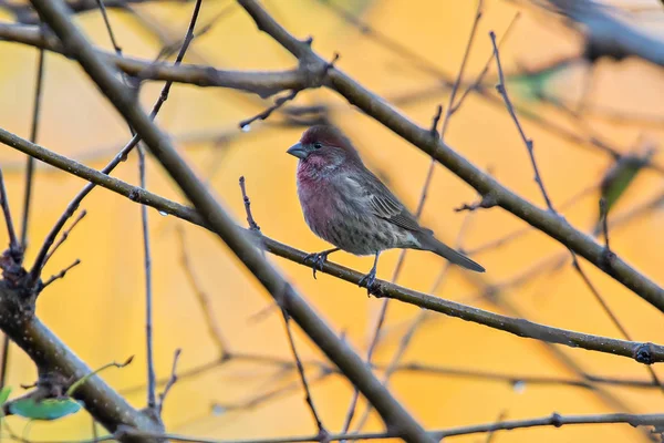 Purple finch bird sitting on tree branch with yellow background — Stock Photo, Image