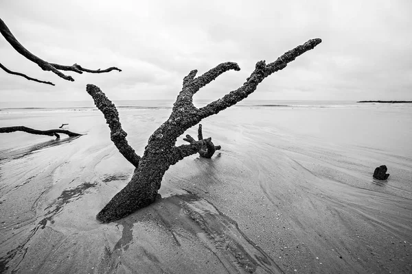 На пляже на улице Охотничьего острова утонул и повалил деревья — стоковое фото