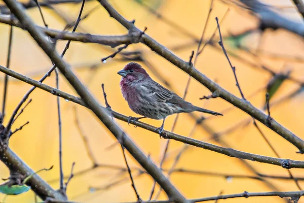 Purple finch bird sitting on tree branch with yellow background — Stock Photo, Image