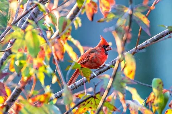 Northern Cardinal Cardinalis cardinalis siedzący na gałęzi — Zdjęcie stockowe