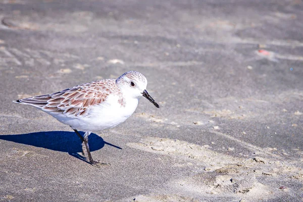 Spoon-billed Sandpiper och vadarfåglar på south carolina strand — Stockfoto