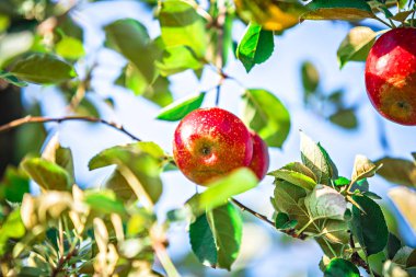 elma ağacı Bahçesi hasat önce