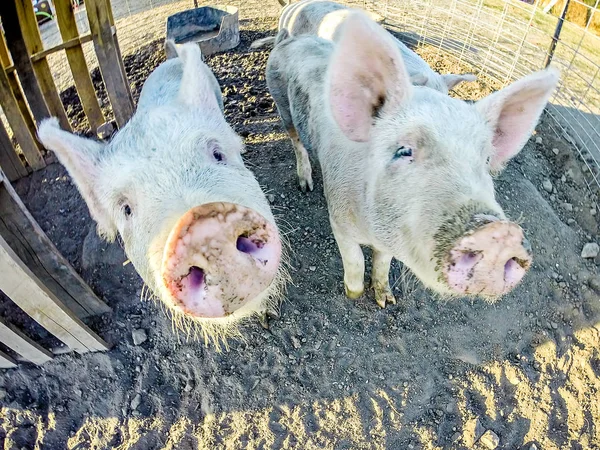 Three little pigs on the farm — Stock Photo, Image