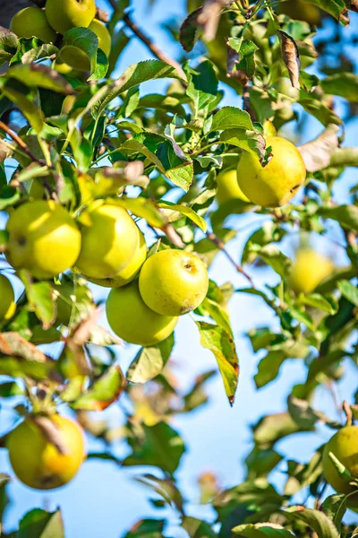 Pomar de macieira antes da colheita — Fotografia de Stock