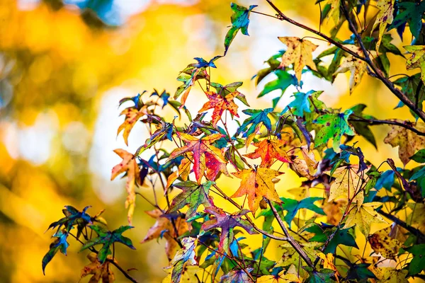 Hojas de otoño decoran una hermosa naturaleza bokeh fondo con —  Fotos de Stock