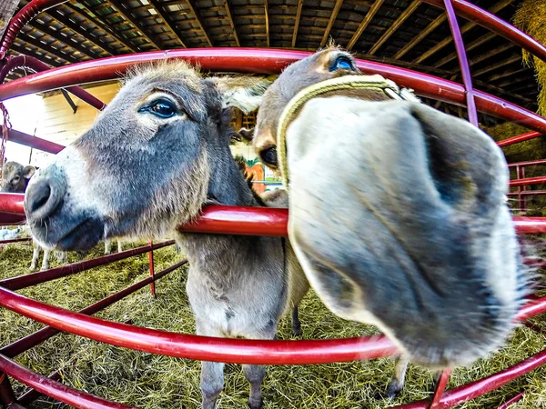 Funny donkey at the farm — Stock Photo, Image