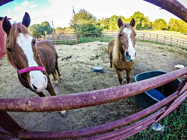 Paard op een boerderij achter hek — Stockfoto