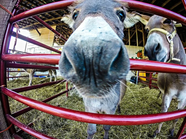 Lustiger Esel auf dem Bauernhof — Stockfoto
