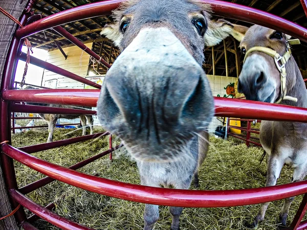 Legrační osel na farmě — Stock fotografie