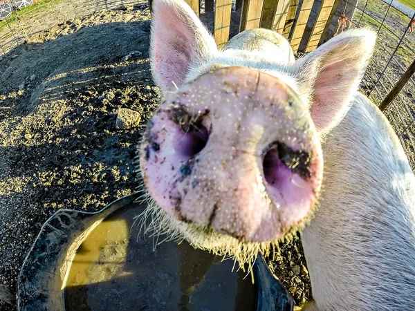 Three little pigs on the farm — Stock Photo, Image