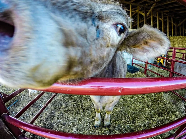 Sapi lucu di belakang pagar di peternakan — Stok Foto