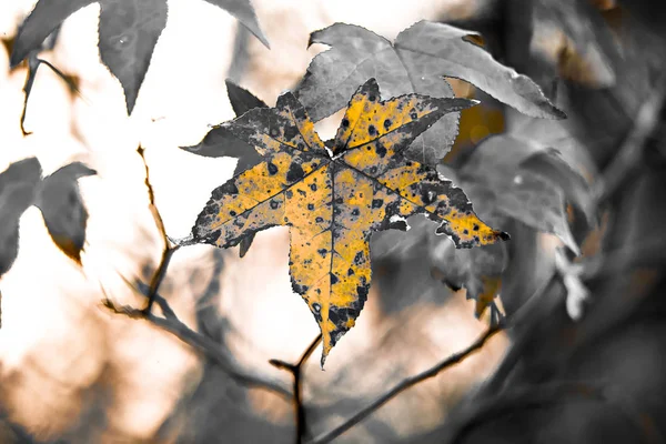 秋の紅葉と美しい自然のボケ背景を飾る — ストック写真