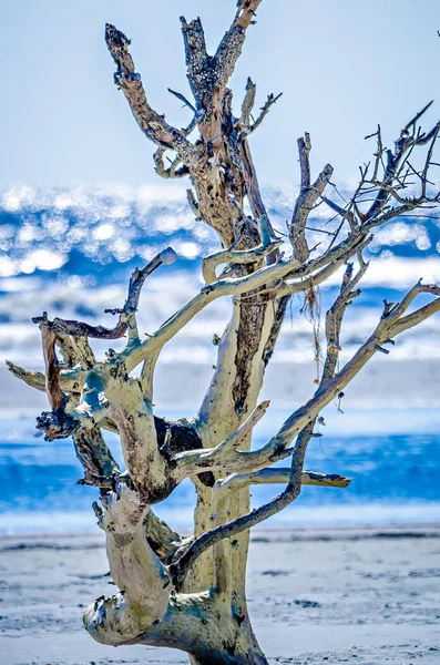 Scènes côtières autour folie plage sud carolina — Photo