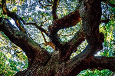 John's Island Güney Carolina melek meşe ağacı