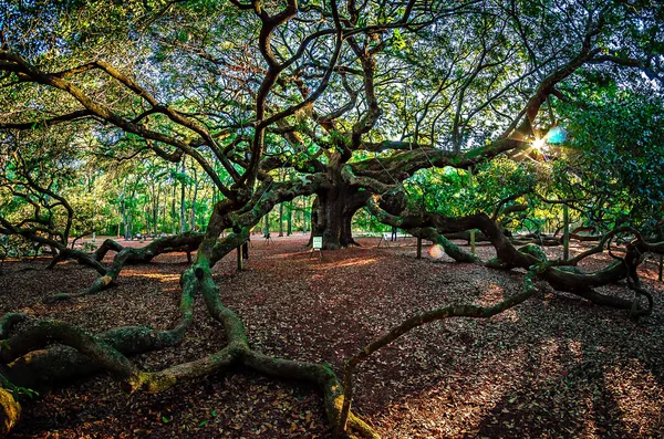 Angel Oak Tree on John 's Island South Carolina — стоковое фото