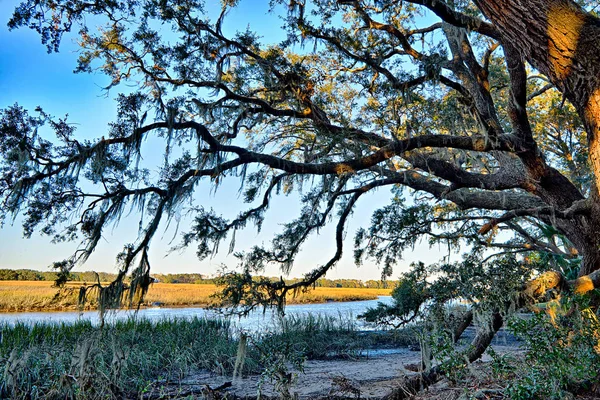 Moos drapierte lebende Eiche über dem Edisto-Fluss bei Botany Bay plantat — Stockfoto