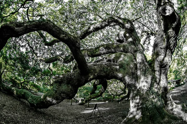 Angel Oak Tree on John 's Island South Carolina — стоковое фото