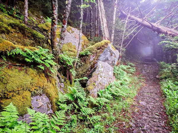 Cenas ao longo da trilha appalachian em grandes montanhas fumegantes — Fotografia de Stock