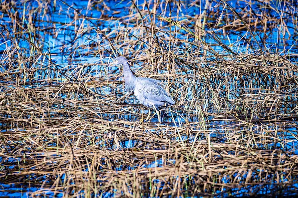 Sulak mavi Heron balıkçılık — Stok fotoğraf