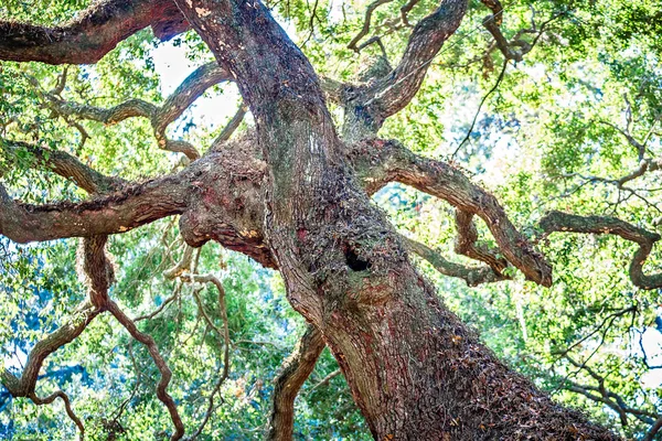 Angle Oak Tree на острове Джонс в Южной Каролине — стоковое фото