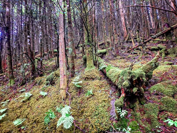 scenes along appalachian trail in great smoky mountains