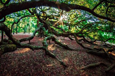 John's Island Güney Carolina melek meşe ağacı