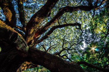 John's Island Güney Carolina melek meşe ağacı