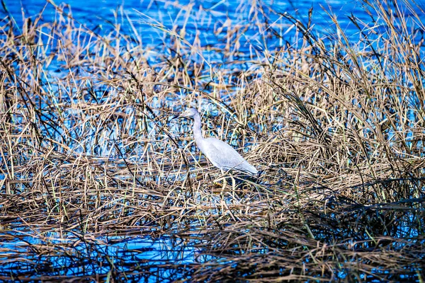 Blå häger fiske i våt marker — Stockfoto