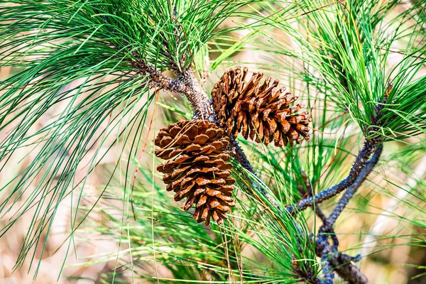 Dois cones de pinheiro em um ramo — Fotografia de Stock