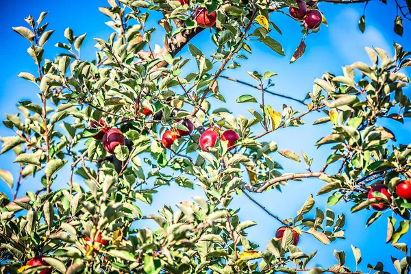 Apfelbaumgarten vor der Ernte — Stockfoto