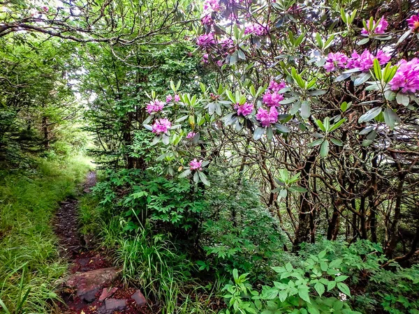 Visa från charlies liktorn längs appalachian trail — Stockfoto