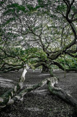 John's Island Güney Carolina melek meşe ağacı