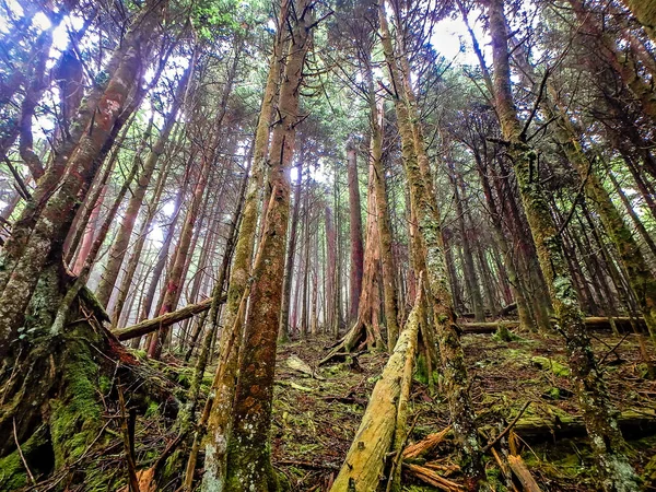 Scènes le long du sentier appalachien dans de grandes montagnes fumées — Photo