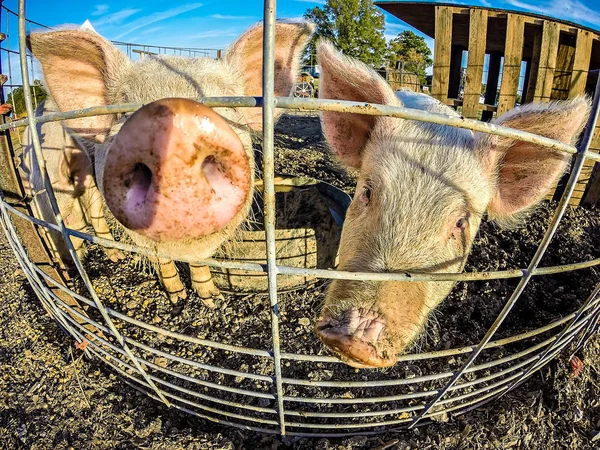 The funny little pigs on farm — Stock Photo, Image